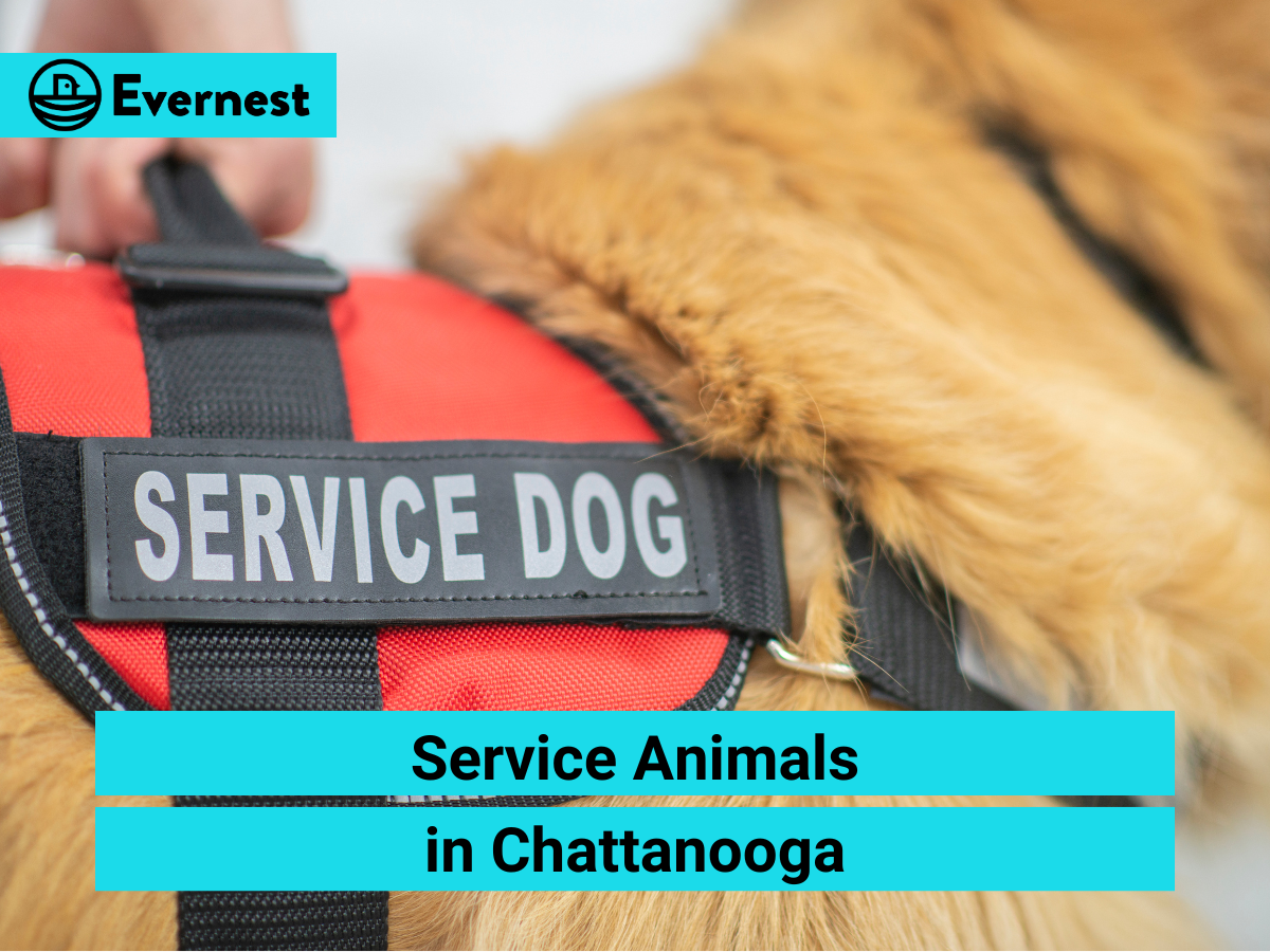 Service Animals in Chattanooga: Everything Landlords Need to Know